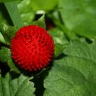 Scheinerdbeere (Potentilla indica)