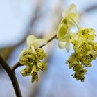 Scheinhasel Corylopsis pauciflora 