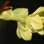 Scheinhasel oder Corylopsis 2