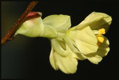 Scheinhasel oder Corylopsis 2