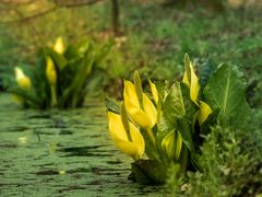 Scheinkalla, eine "stinkende" Schönheit am Froschteich