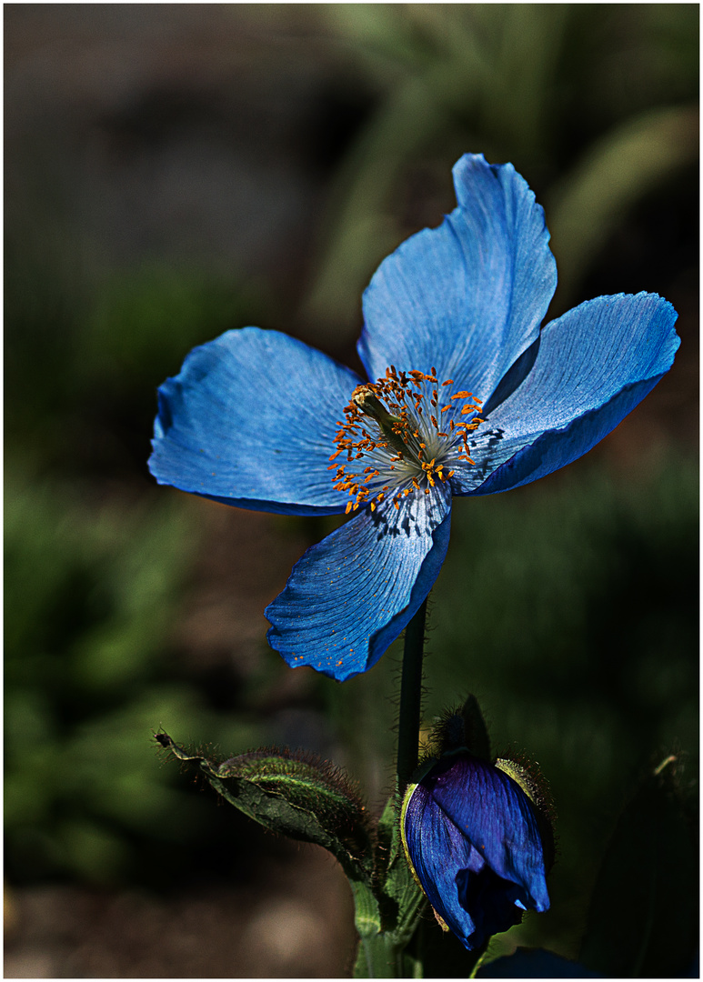 Scheinmohn