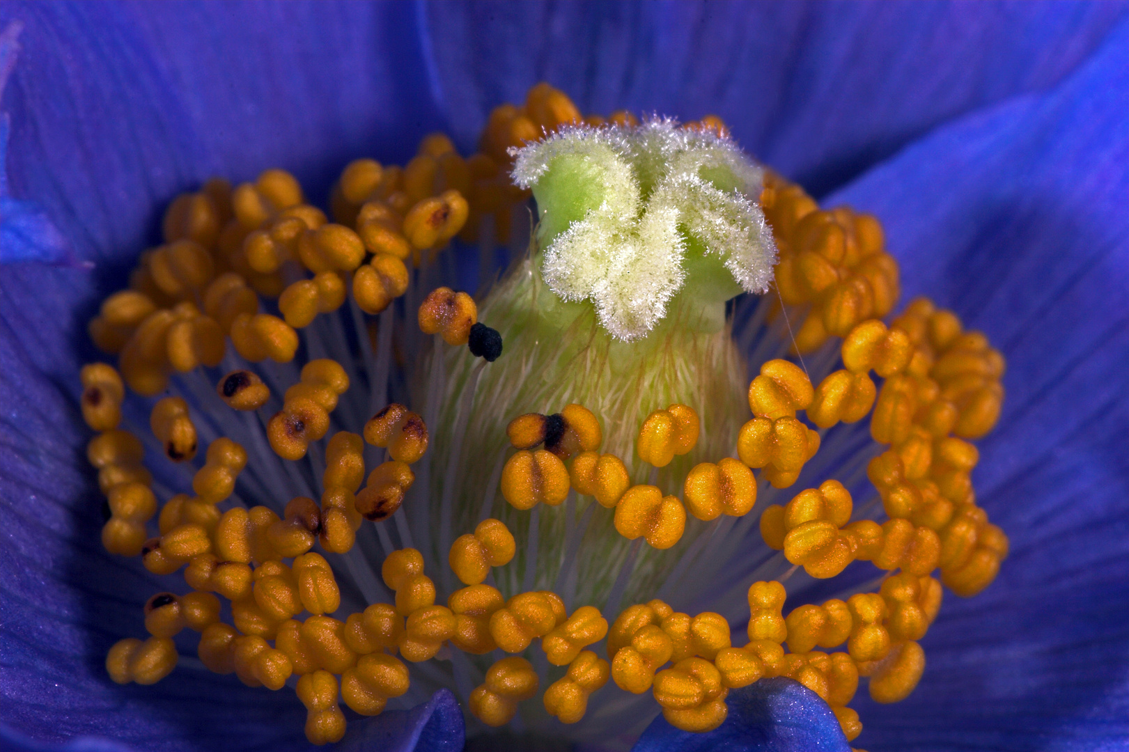 Scheinmohn