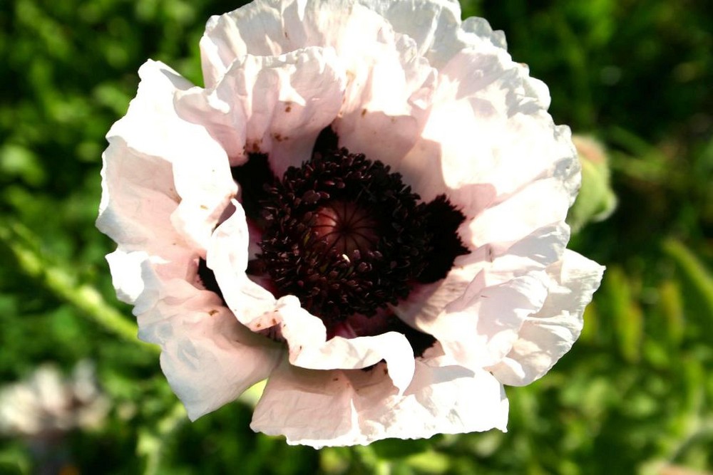 Scheinmohn