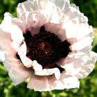 Scheinmohn