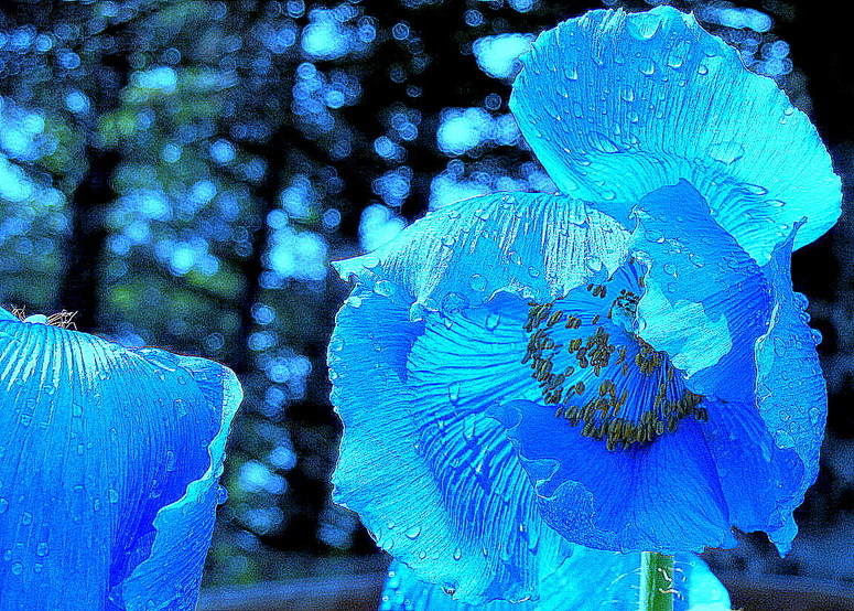 Scheinmohn auf Island