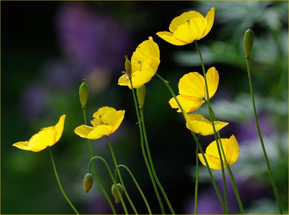 Scheinmohn