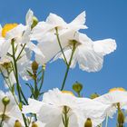 Scheinmohn DSC_0260