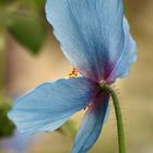 Scheinmohn Meconopsis 'Lingholm'