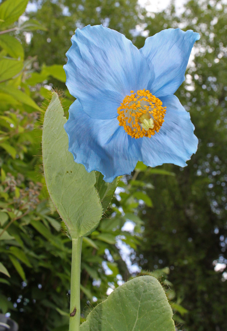 Scheinmohn zum 1.