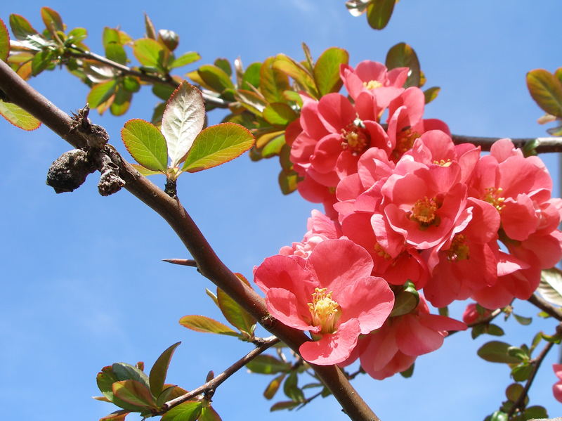 " SCHEINQUITTEN BLÜTEN "