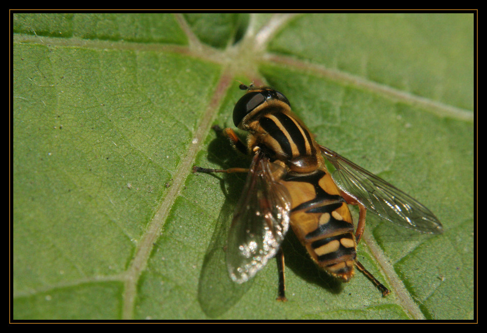 Scheinwarntracht