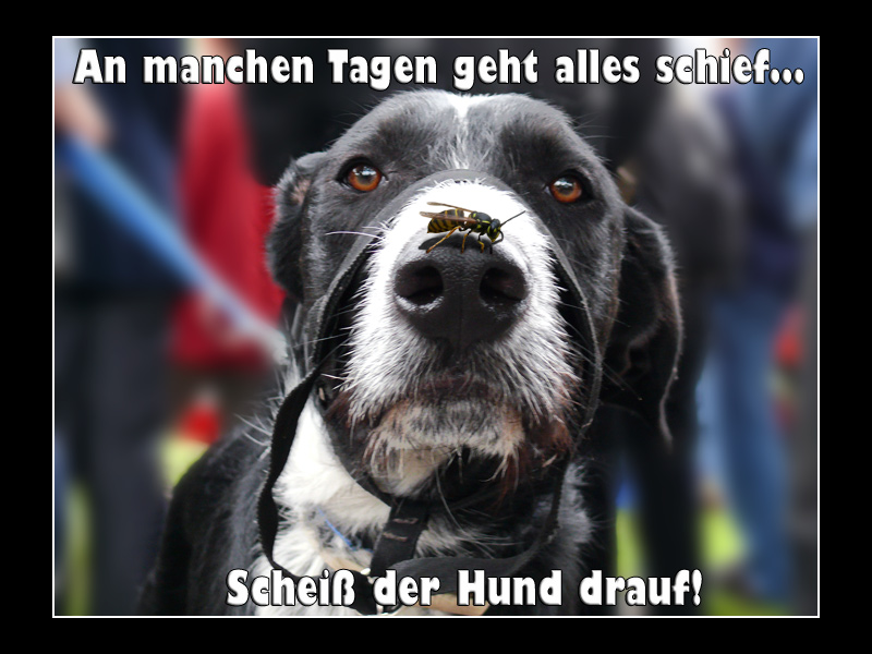 Scheiß der Hund drauf