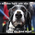 Scheiß der Hund drauf