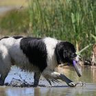 Scheiß Frisbee