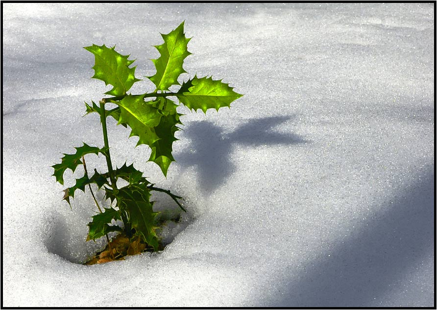 Scheiß Frühling!!! Bin schon ganz geknickt...