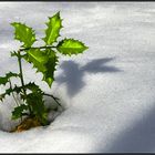 Scheiß Frühling!!! Bin schon ganz geknickt...