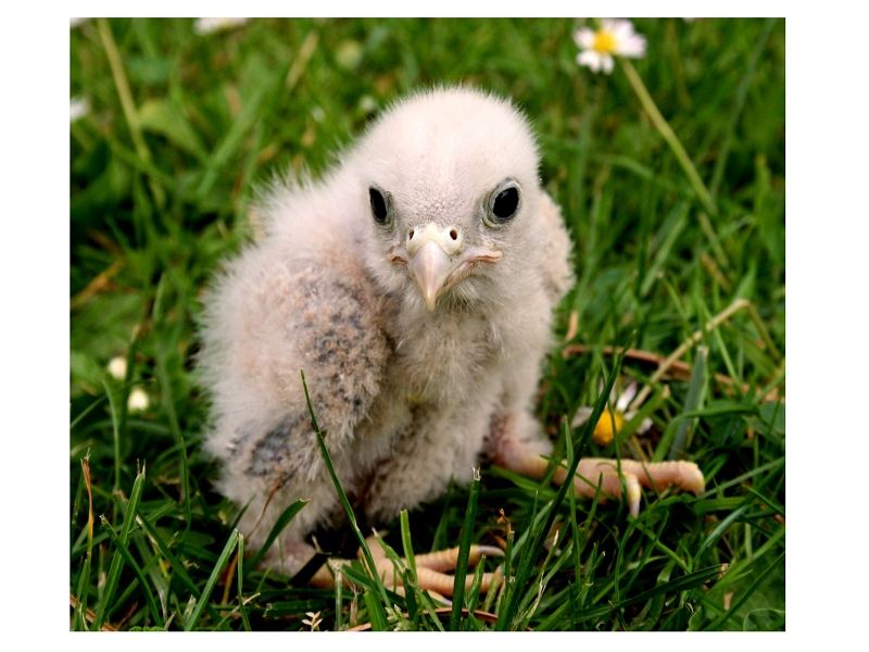 .. scheiß hohen Gänseblümchen