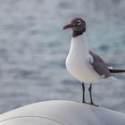 ...scheiss ja nicht auf mein Dinghy!!!