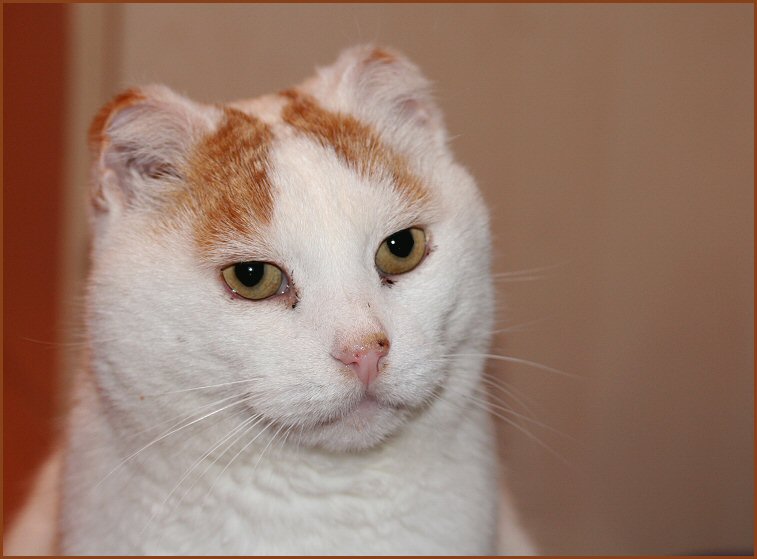 Scheiss Krebs Foto Bild Tiere Haustiere Katzen Bilder Auf Fotocommunity