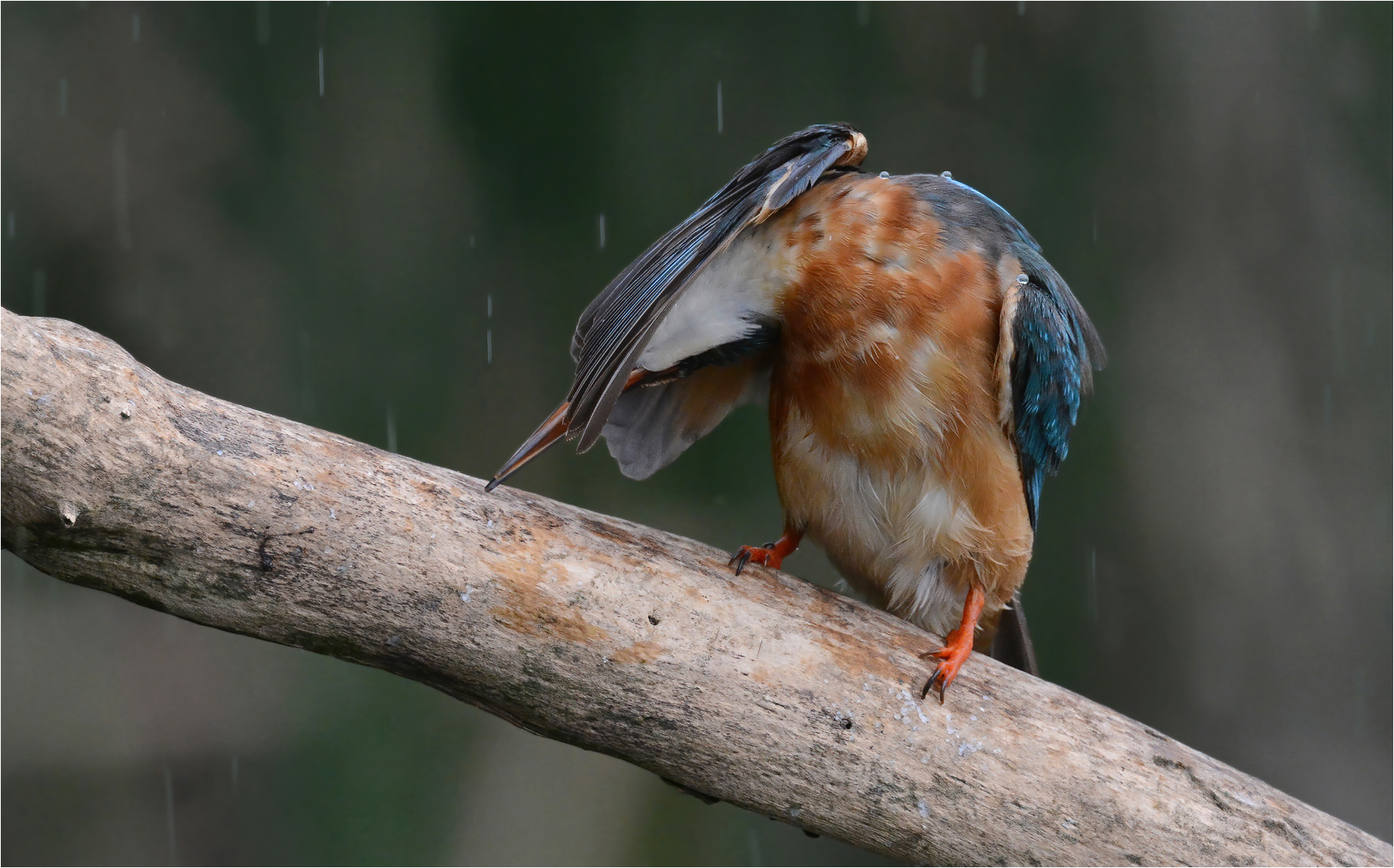 Scheiß Regen