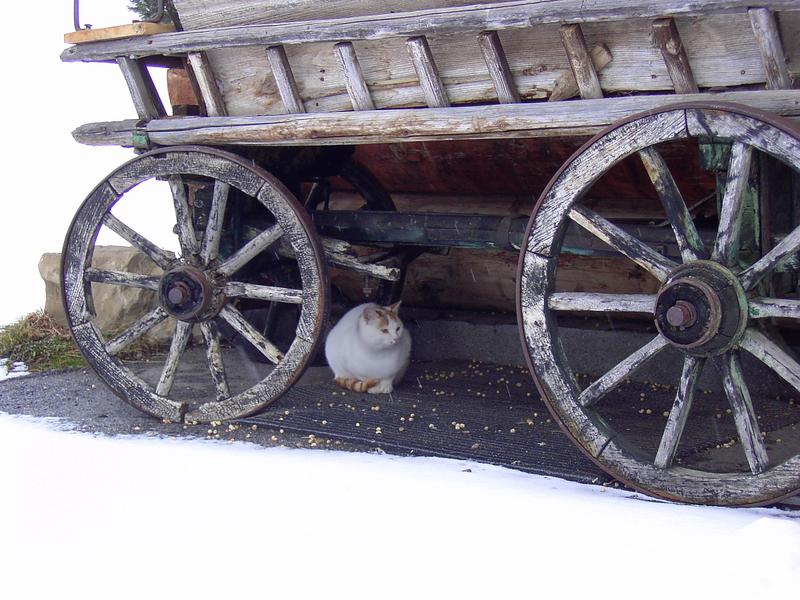 Scheiß-Schnee...