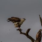 Scheiß Wetter...(Junger Schreiseeadler)