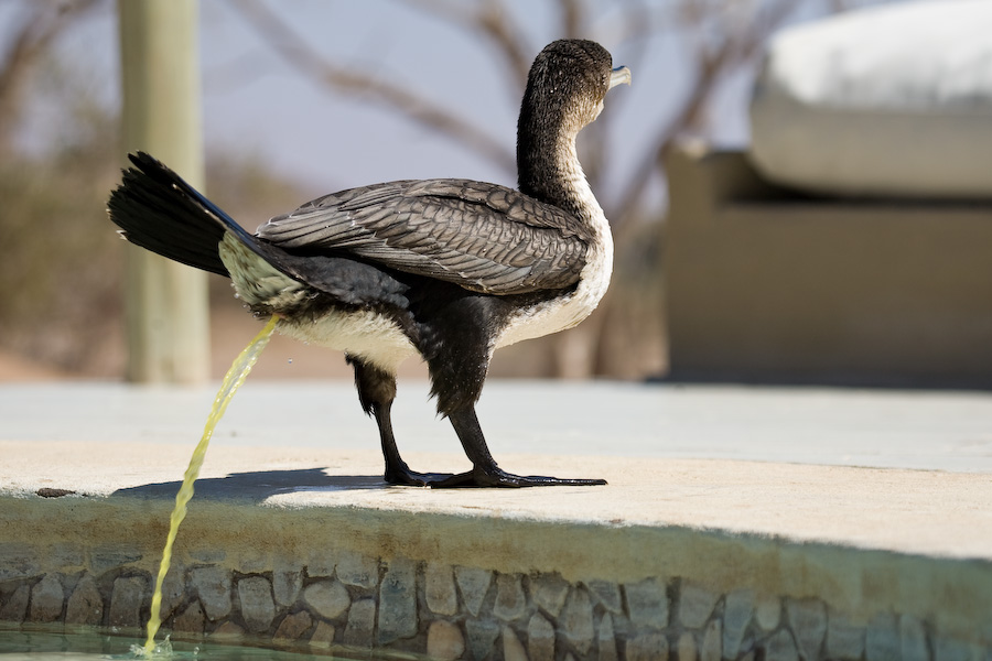 scheißender Kormoran