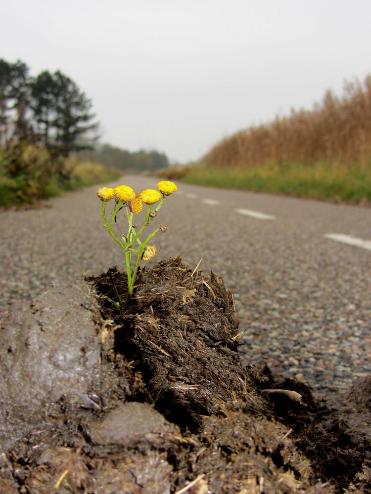 Scheisshaufen Foto Bild Sonstiges Naturkunst Gestalten Mit Blumen Bilder Auf Fotocommunity