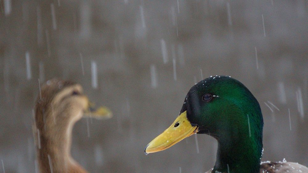 Scheißwetter.