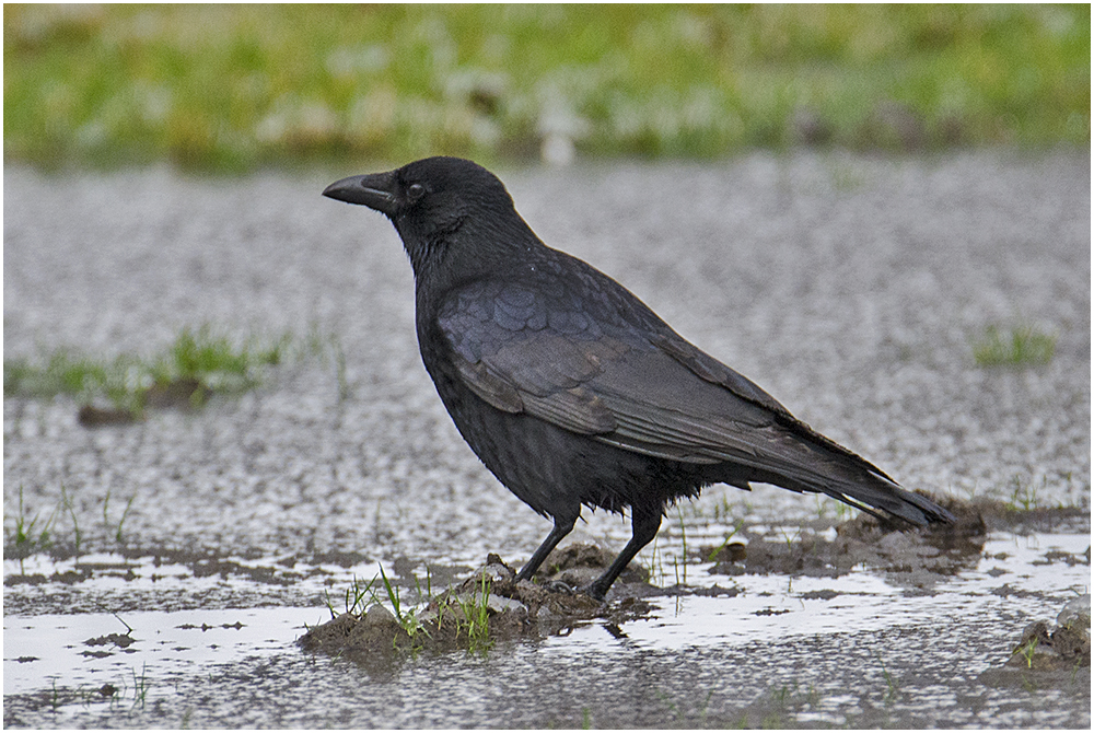 "Scheißwetter!" . . .