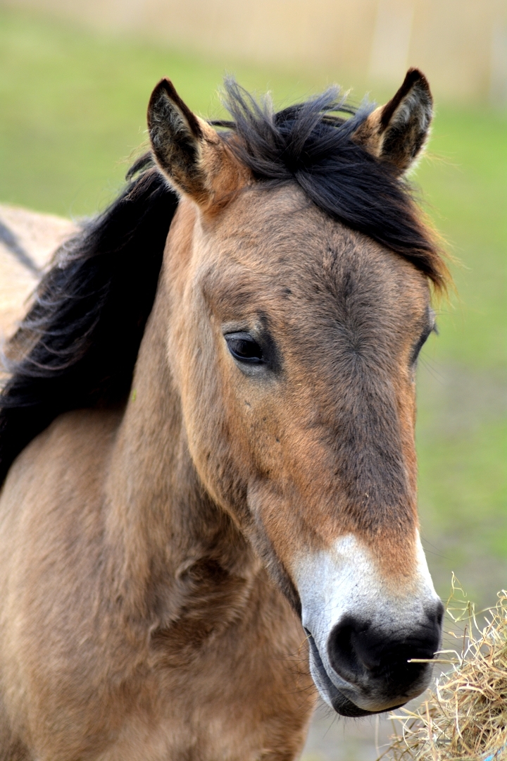 scheitel oder pony