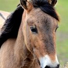 scheitel oder pony