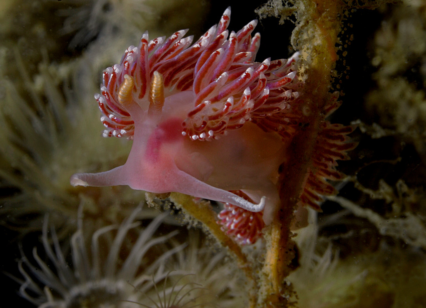 Schelde - Schnecke