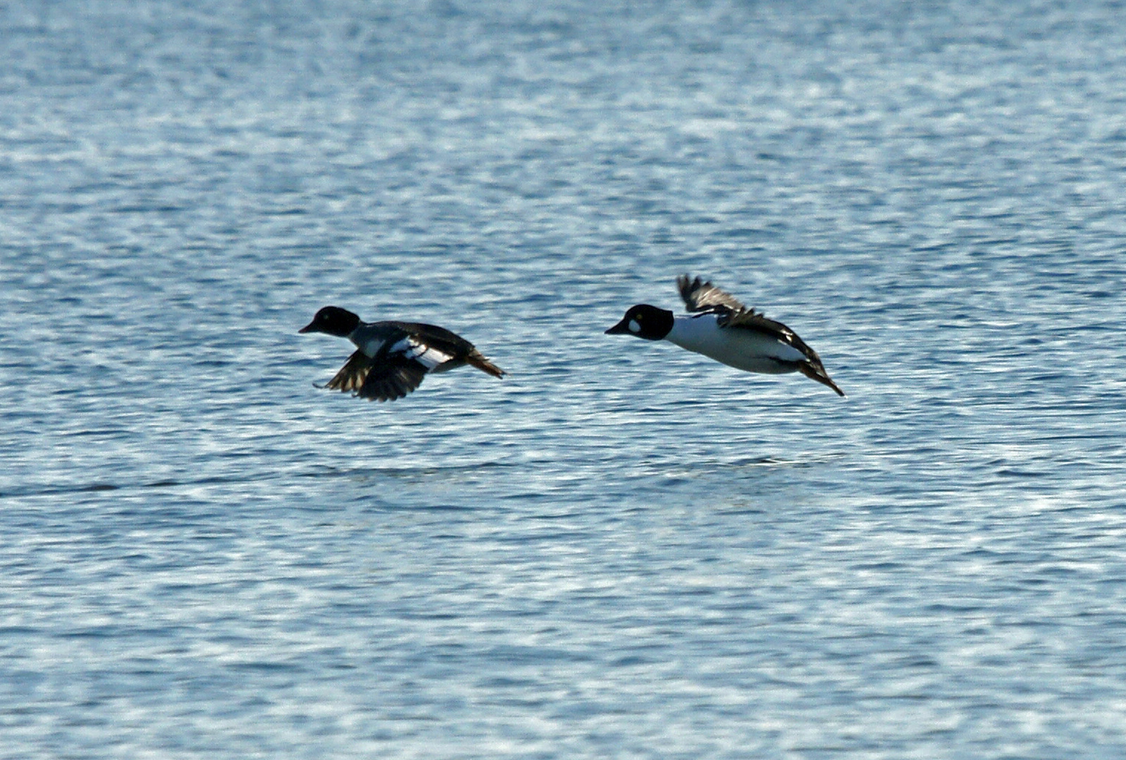 Schelienten in Flug