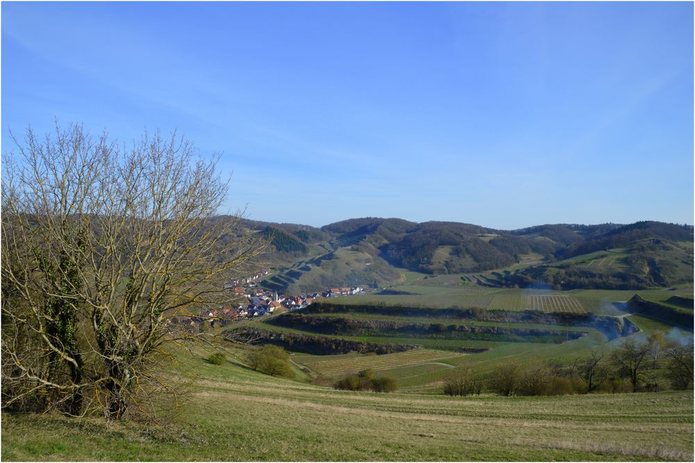 Schelingen am Kaiserstuhl