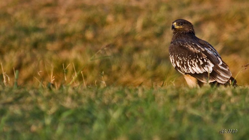 Schelladler ( Aquila clanga )