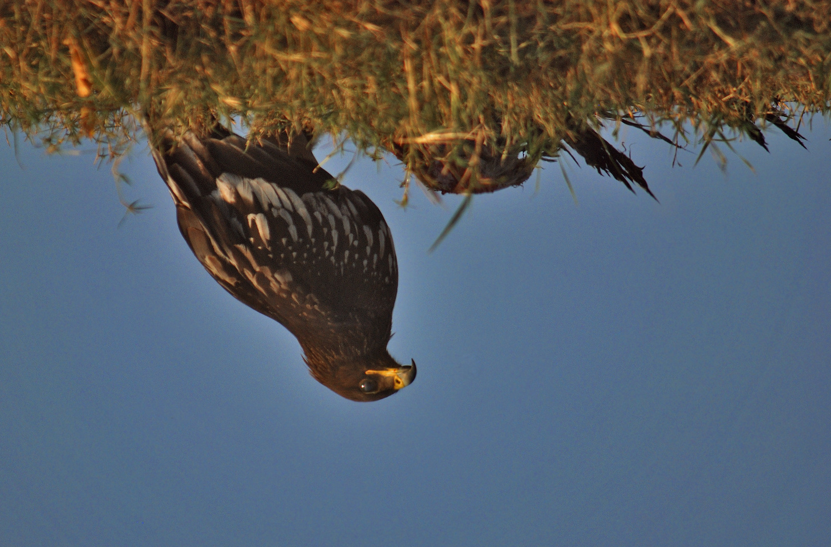 Schelladler (Aquila clanga)