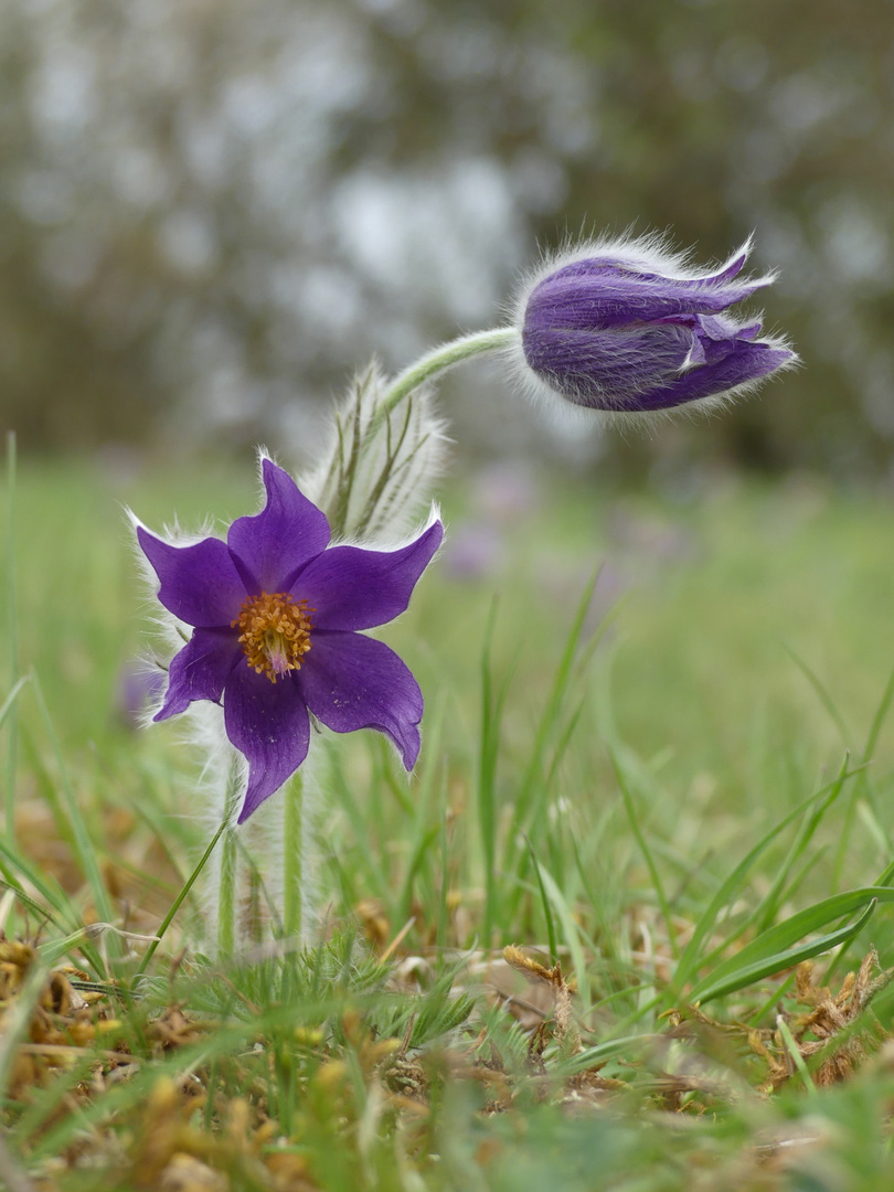 Schelle Foto & Bild jahreszeiten, frühling, pflanzen Bilder auf