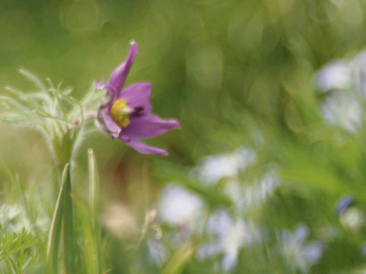 "Schelle" im Wind