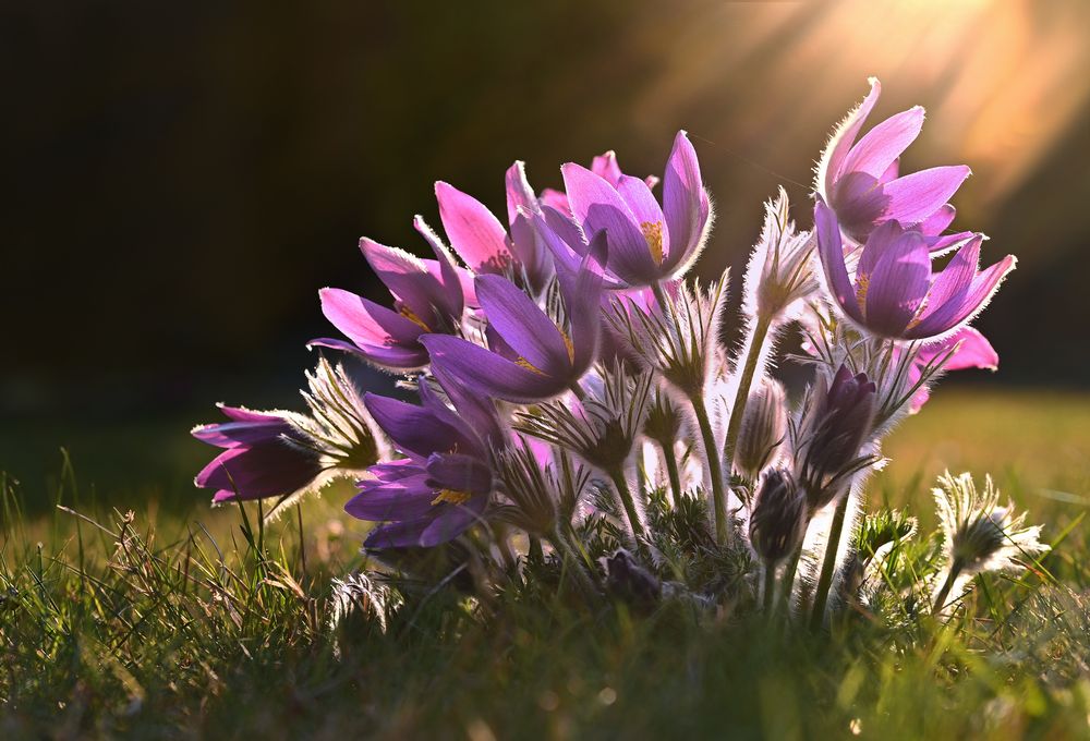 Schellen im Abendlicht