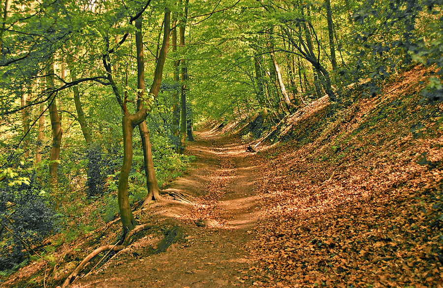 Schellenberger Wald 3, April 2007