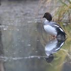 Schellente - Bucephala clangula