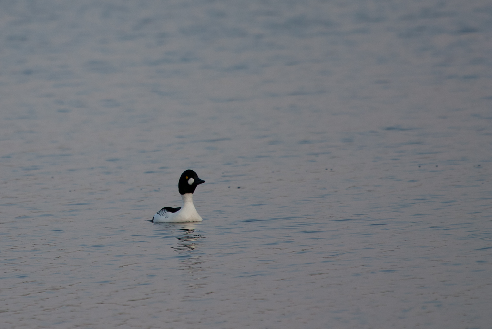 - Schellente (Bucephala clangula) -