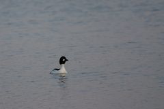 - Schellente (Bucephala clangula) -