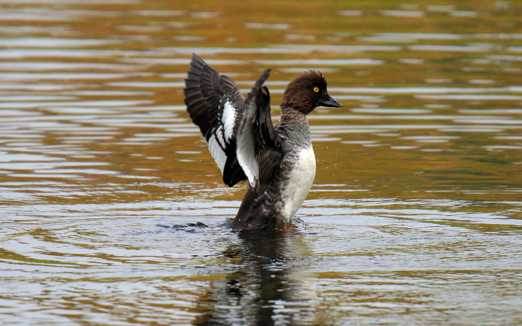 Schellente (Bucephala clangula)