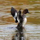 Schellente (Bucephala clangula)