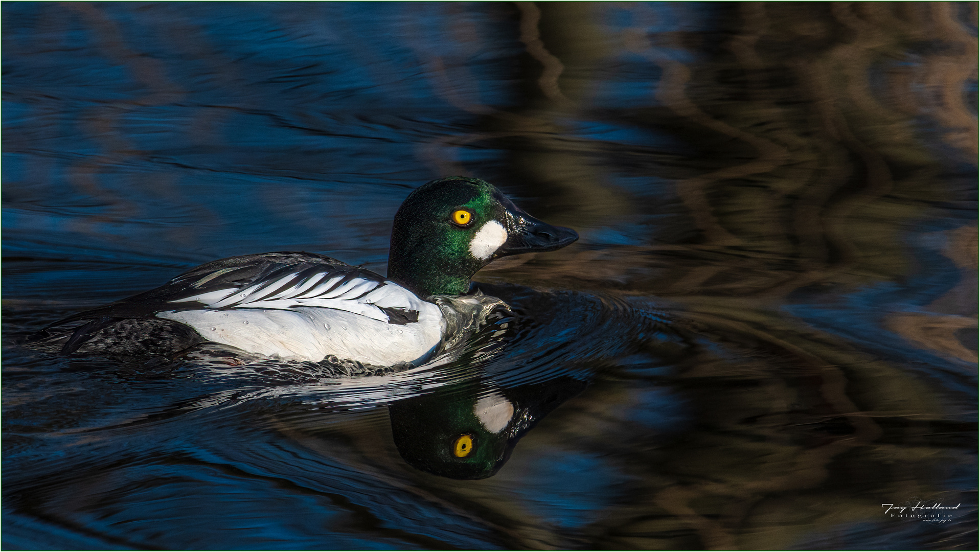 Schellente (Bucephala clangula)