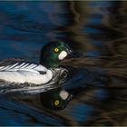 Schellente (Bucephala clangula)