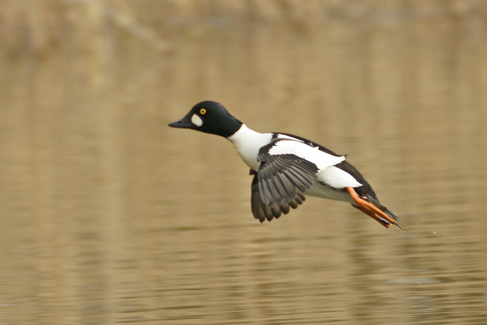 Schellente (Bucephala clangula), Männchen